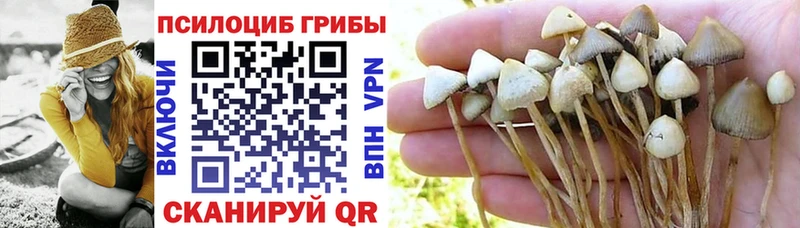 дарнет шоп  Городец  Псилоцибиновые грибы Psilocybe 